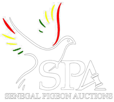 Senegal Pigeon Auctions